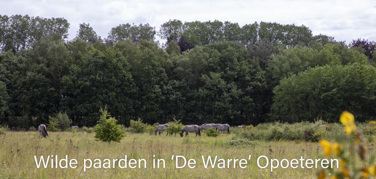 Vakantiewoning Heidebos In Het Nationaal Park Hoge Kempen Opglabbeek エクステリア 写真