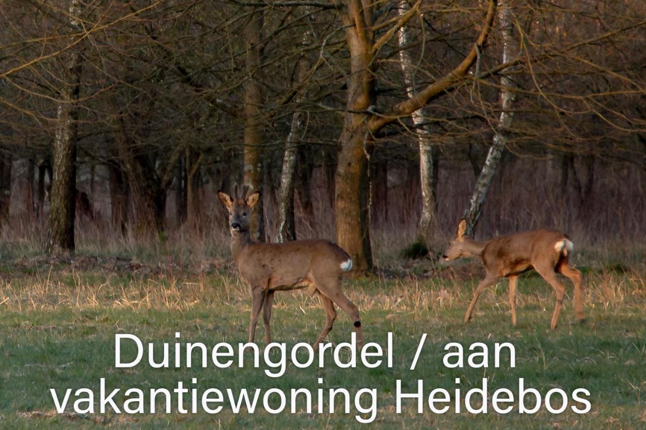 Vakantiewoning Heidebos In Het Nationaal Park Hoge Kempen Opglabbeek エクステリア 写真