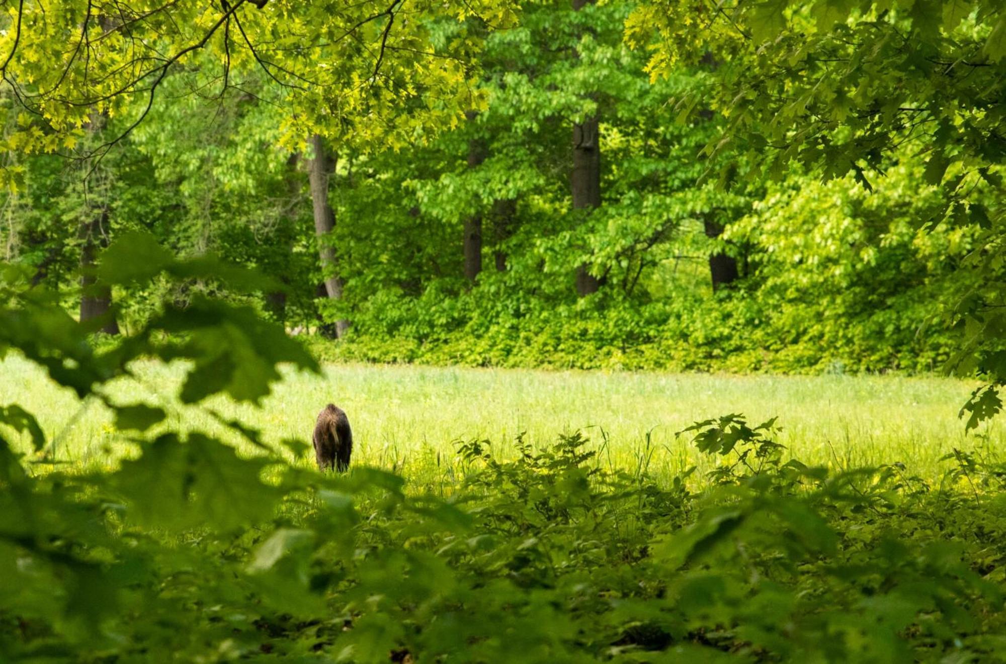 Vakantiewoning Heidebos In Het Nationaal Park Hoge Kempen Opglabbeek エクステリア 写真