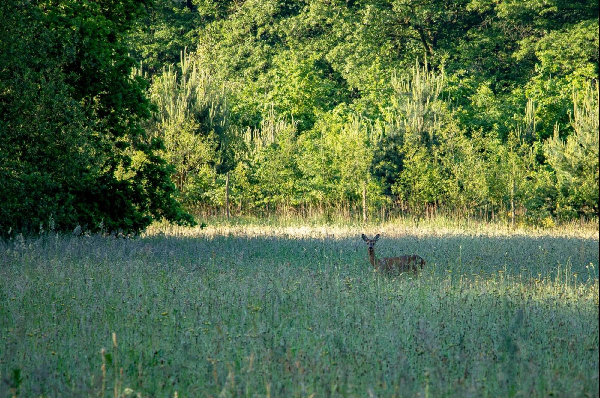 Vakantiewoning Heidebos In Het Nationaal Park Hoge Kempen Opglabbeek エクステリア 写真